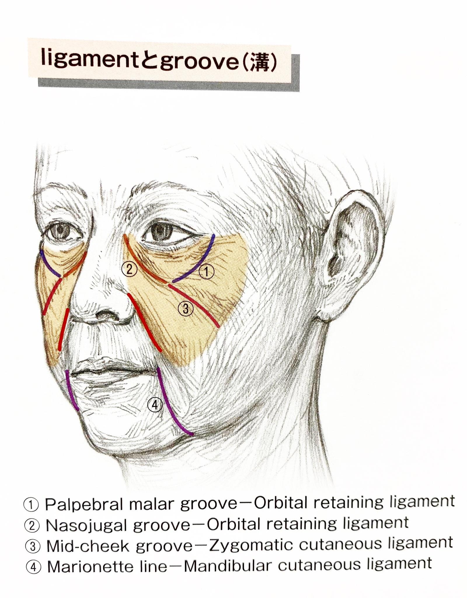 ligamentとgroove