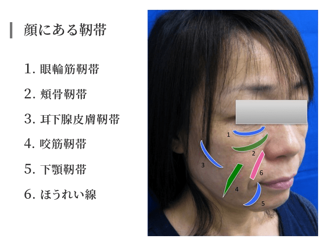顔にある靭帯